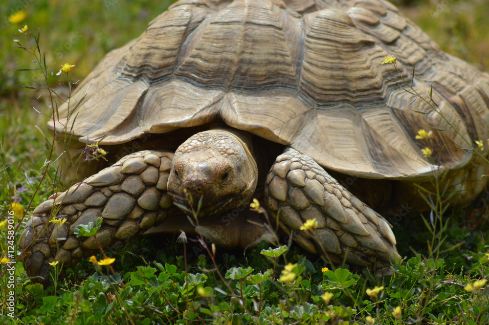 Tortuga Tortuga