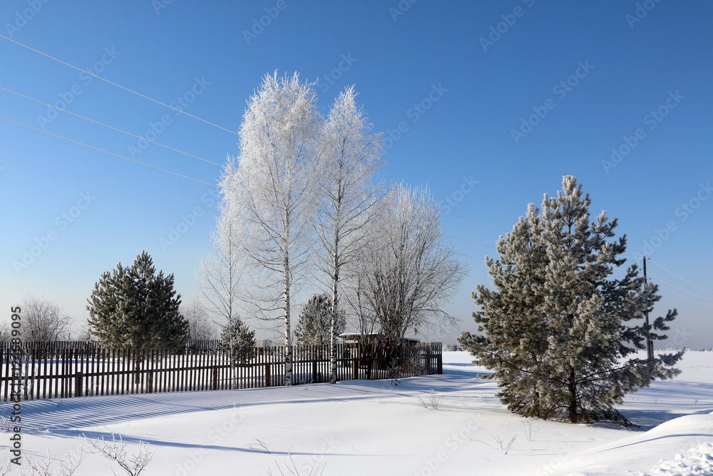 Obraz premium Tree and snow in a winter day