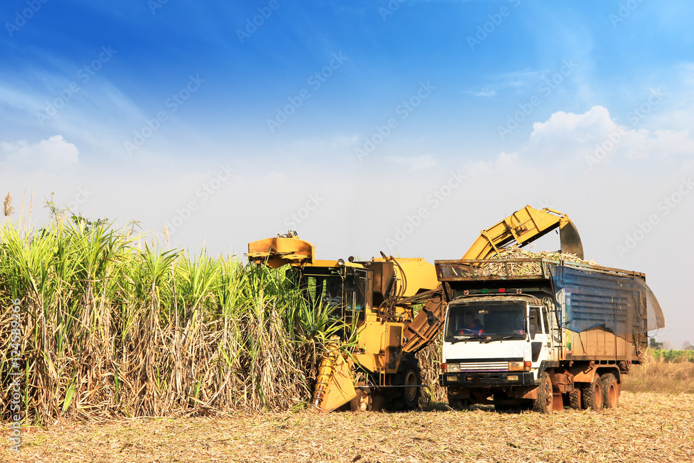 Obraz premium Sugarcane harvester machine 
