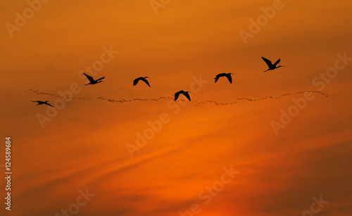 Flock of cranes spring or autumn migration over sunny sky