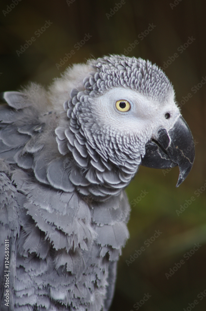 Fototapeta premium Perroquet jaco - gris du Gabon