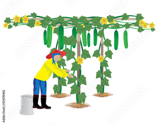 agriculturist manure cucumber plant vector design