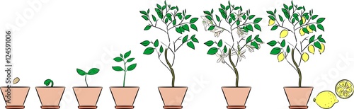 Plant growing from seed to lemon tree. Life cycle plant