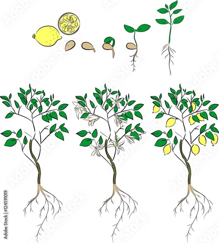 Plant growing from seed to lemon tree. Life cycle plant
