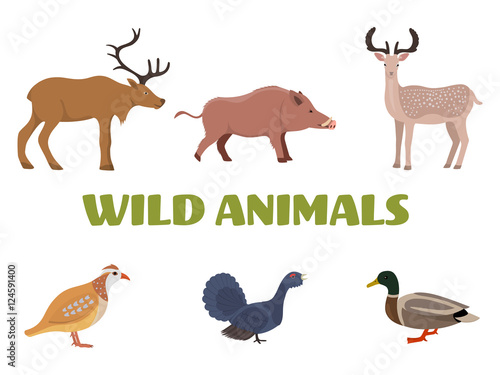 Wild forest animals with wild boar  deer  moose  duck  grouse and partridge. Vector illustration.