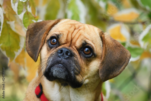 Puggle Dog Beagle Mops Designer Dog Portrait im Herbst © AnetaPics