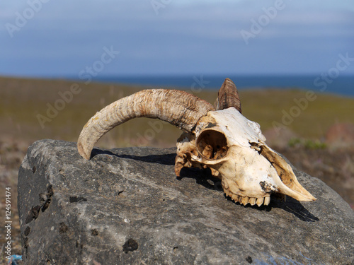 Schädel eines Skelettes vom Schaf auf Island