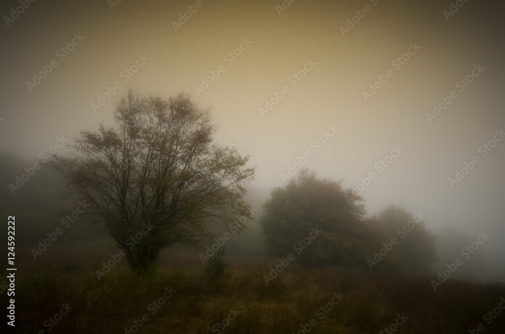trees in fog in autumn trees in fog in autumn