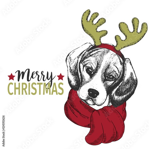 Vector portrait of Christmas dog. Beagle dog wearing deer horn rim and scarf. Christmas poster, decoration.