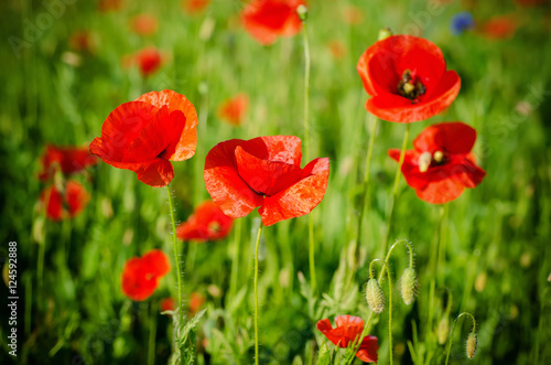 Red poppy flowers blooming in the green grass field  floral natural spring background  can be used as image for remembrance and reconciliation day