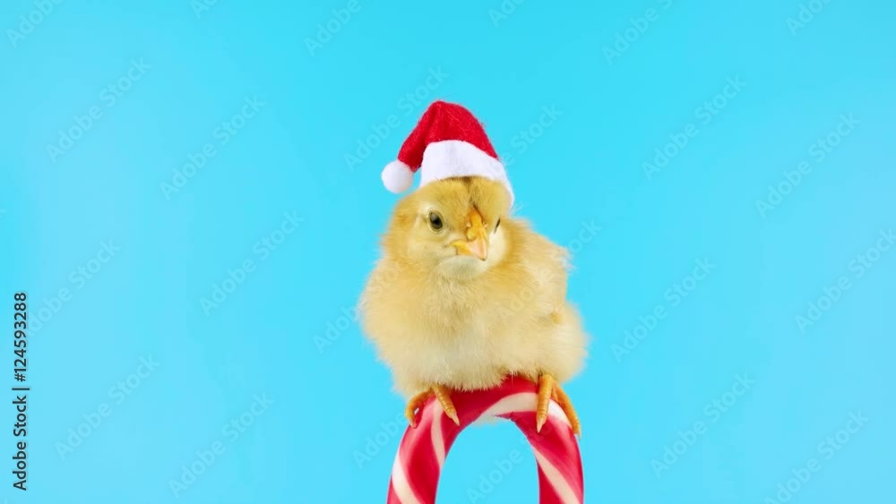 Yellow young rooster in Santa hat on the traditional candy cane, 2017 Chinese zodiac year of Rooster, isolated on blue screen for keying
Yellow young rooster in Santa hat on the traditional candy cane, 2017 Chinese zodiac year of Rooster, isolated on blue screen for keying