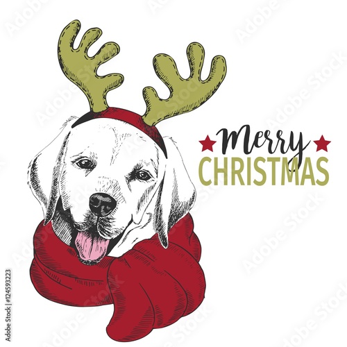 Vector portrait of Christmas dog. Labrador retriever dog wearing deer horn rim and scarf. Christmas poster, decoration.