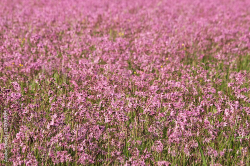 field of pink ragged lychnis