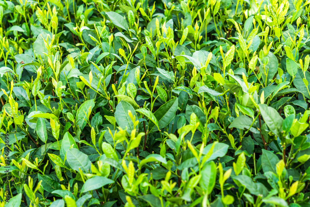 full frame of tea field in China. full frame of tea field in China.
