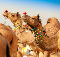 Fotobehang Kameel Versierde kameel op Pushkar festival  © photoff