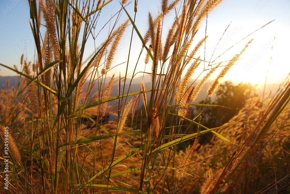 Fototapeta premium Pampas grass on the mountain in the sunset in west east Asia