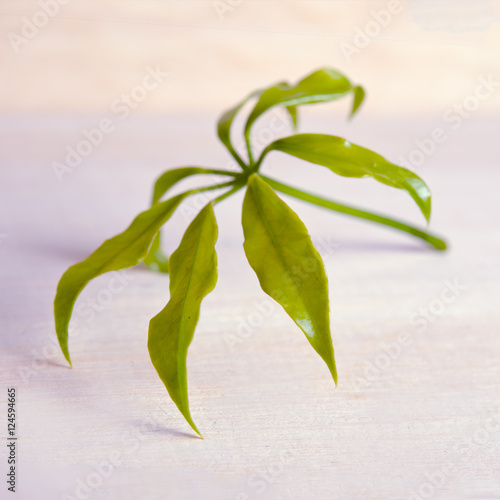 Araliaceae leaf isolated on wooden board photo