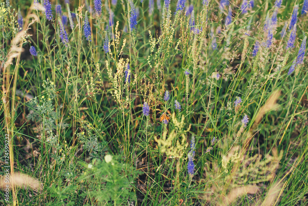 Obraz premium blue wild flowers, summer grass