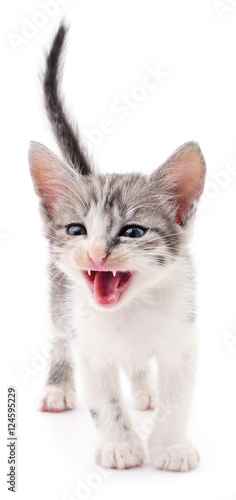 Wallpaper Mural Small gray kitten. Torontodigital.ca