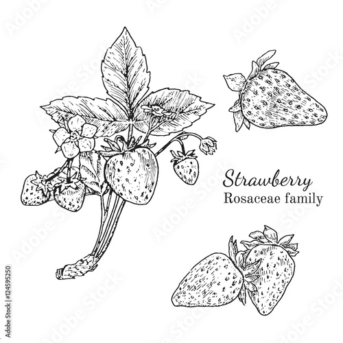 Ink strawberry herbal illustration. Hand drawn botanical sketch style. Absolutely vector. Good for using in packaging - tea, condinent, oil etc - and other applications