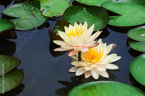 Beautiful lotus flower on the water in nature