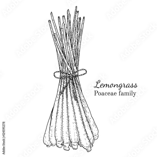 Ink lemongrass herbal illustration. Hand drawn botanical sketch style. Absolutely vector. Good for using in packaging - tea, condinent, oil etc - and other applications