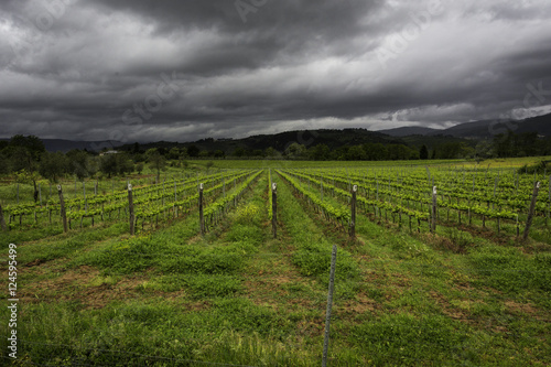 Coltivazione di vino in Toscana