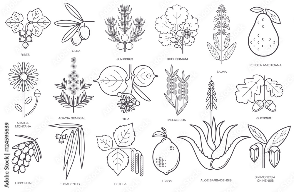 Fototapeta premium Collection of simple images of medical plants