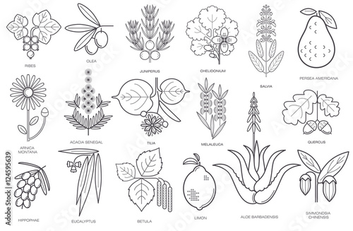 Collection of simple images of medical plants