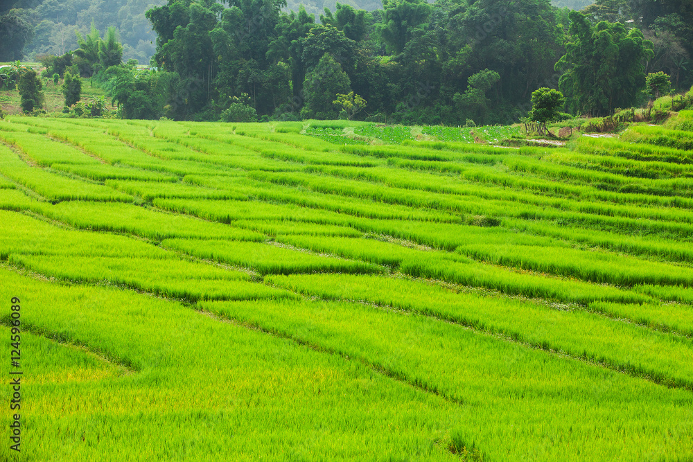 Green Paddy field in nature at Thailand