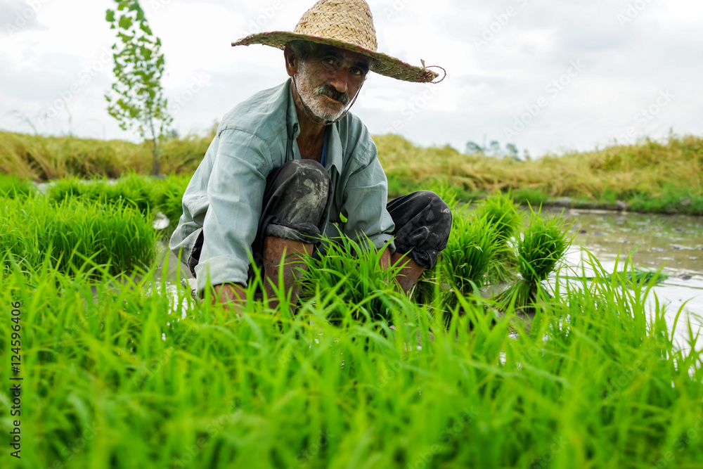 Old farmer working on rice plantation Old farmer working on rice plantation