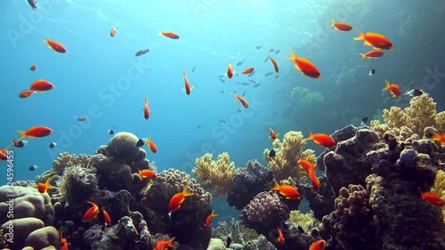 Coral and fish in the Red Sea, Egypt photo