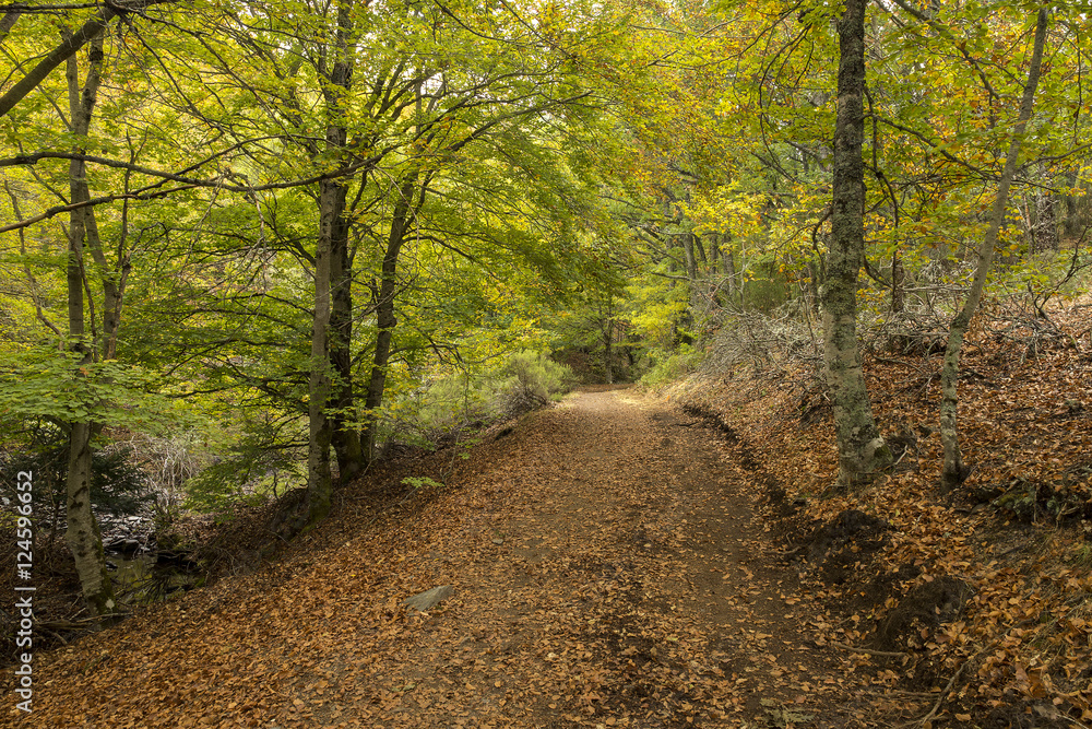 Naklejka premium Path among the trees
