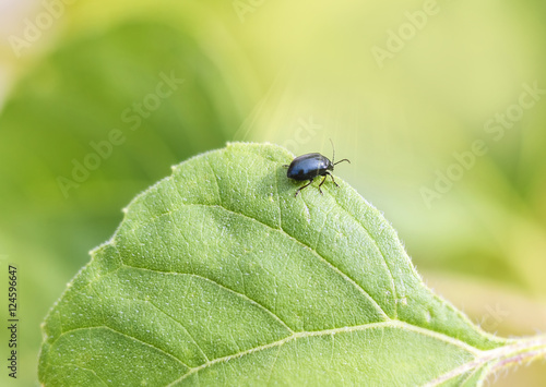 Black bug on green leaf