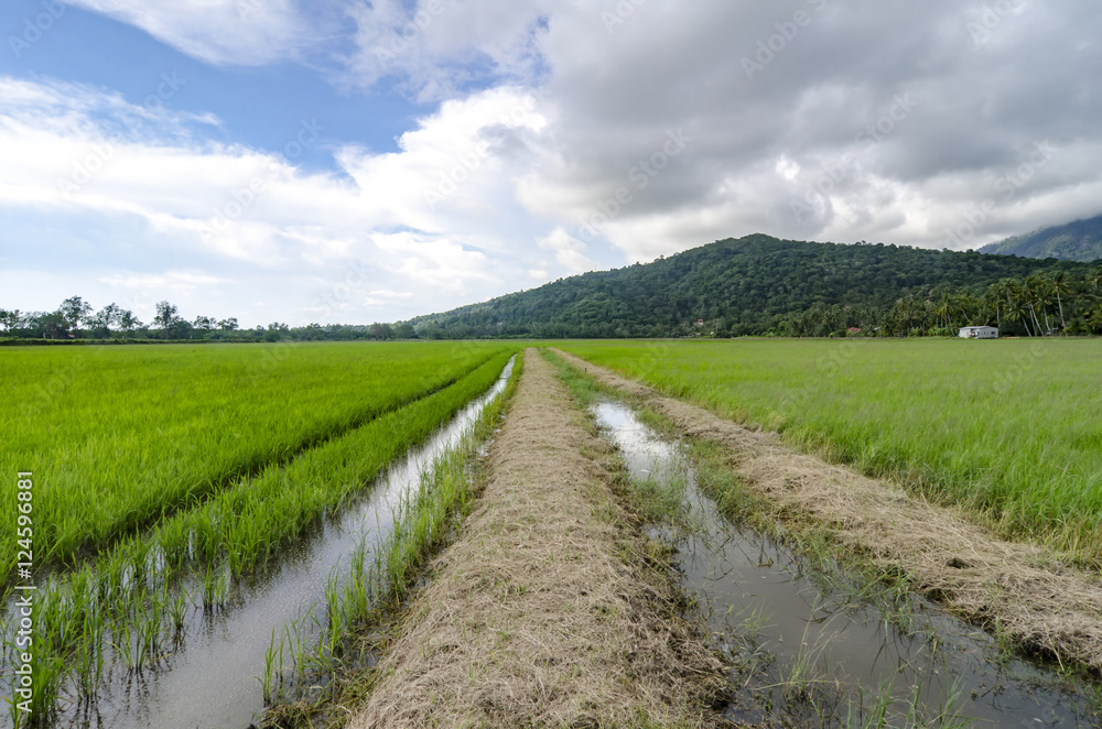 beautiful paddy fields scenery, water canal and green hill backg