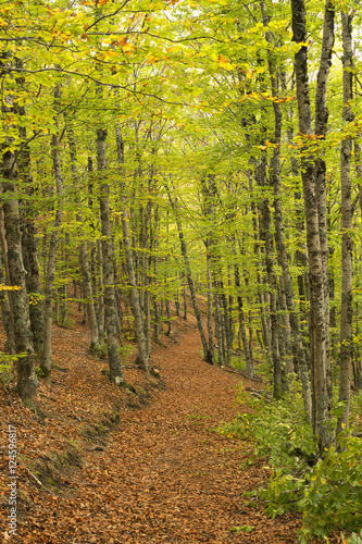 The principle Beech Forest Fall