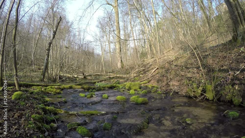 stream creek flow through a dense woodland. 4K stream creek flow through a dense woodland. 4K