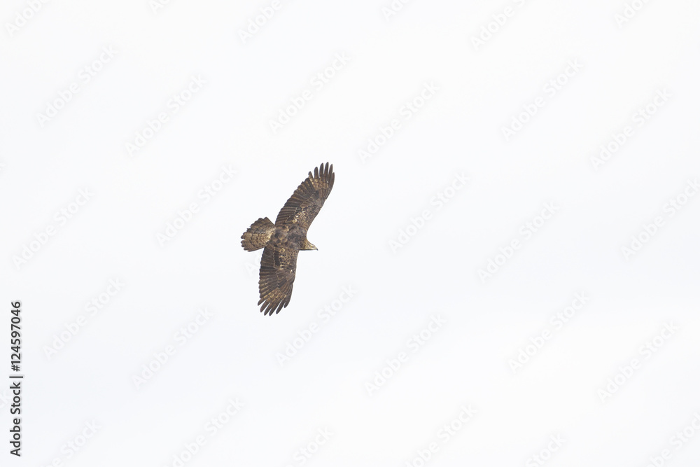 Fototapeta premium ハチクマ(honey buzzard)