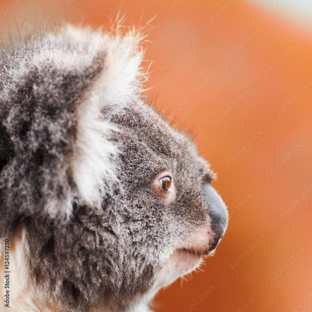 Fototapeta premium Australian koala outdoors in Tasmania, Australia