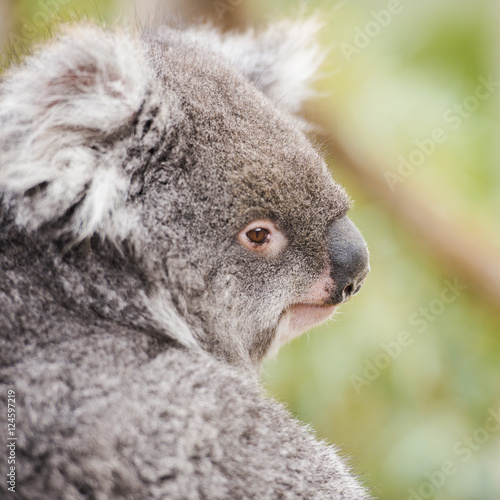 Fototapeta Naklejka Na Ścianę i Meble -  Australian koala outdoors in Tasmania, Australia