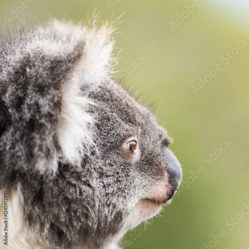 Fototapeta Naklejka Na Ścianę i Meble -  Australian koala outdoors in Tasmania, Australia