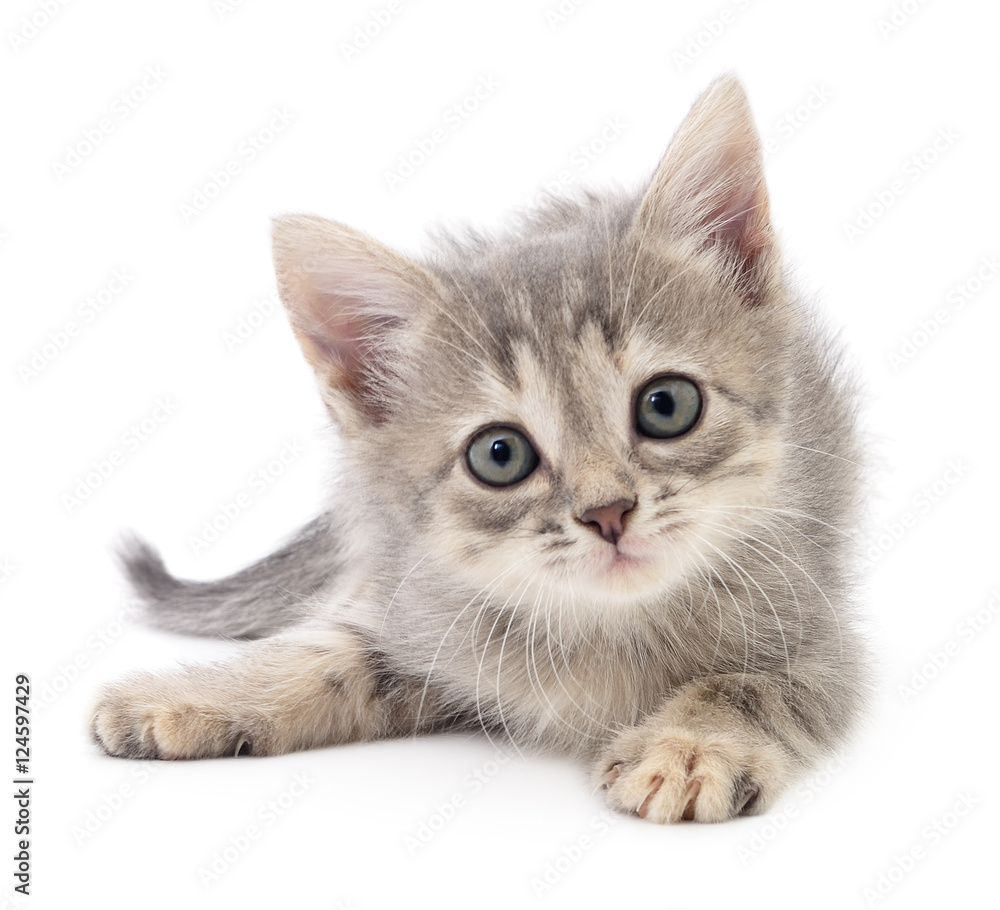 Fototapeta Mały szary kotek o dużych oczach