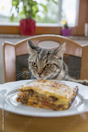 Cat sit on chair behind table with lasagna on plate