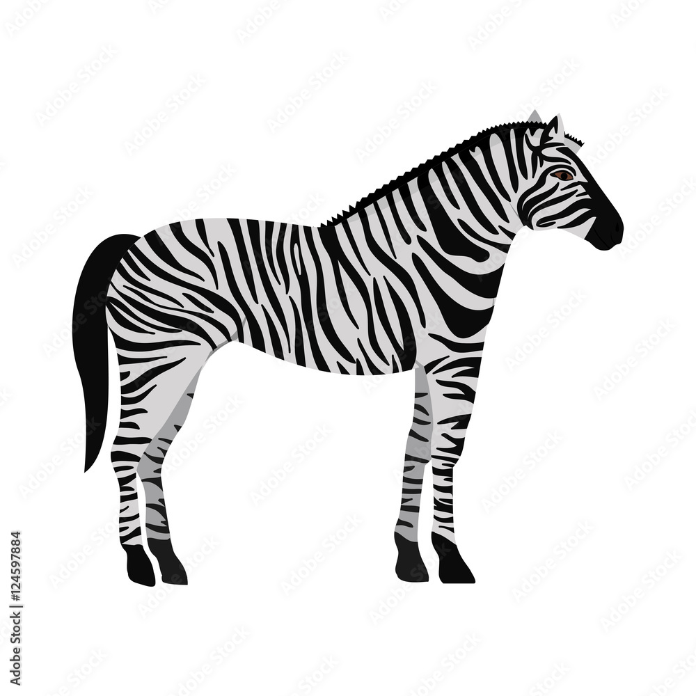 black and white zebra wildlife animal over white background. vector illustration