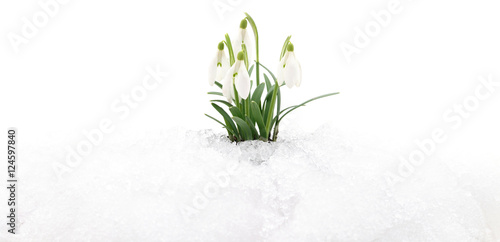 Snowdrop and snow.