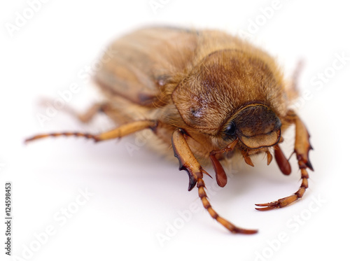 Chafer isolated on white