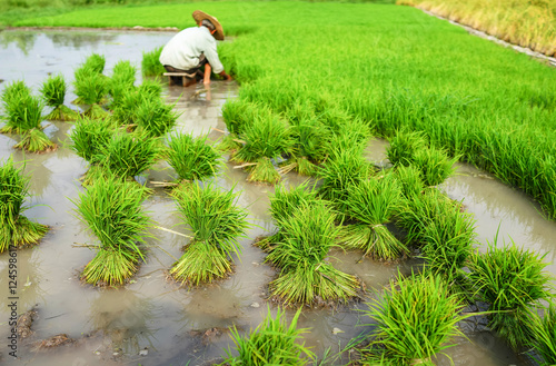 Old farmer working on rice plantation