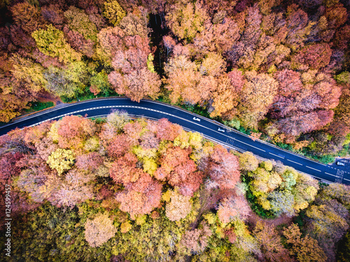 Winding road trough the forest in Transylvania, Romania