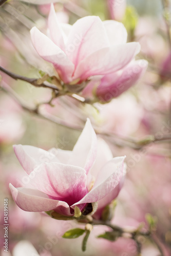 Blossoming of magnolia white flowers in spring time, retro vintage hipster image © Roxana