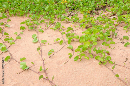 Green plant grow up on sand beach